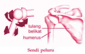 Detail Contoh Sendi Pelana Terdapat Diantara Tulang Nomer 31