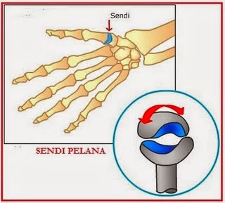 Detail Contoh Sendi Pelana Terdapat Diantara Tulang Nomer 5