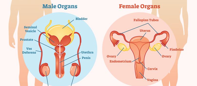 Detail Contoh Sistem Organ Pada Manusia Nomer 35