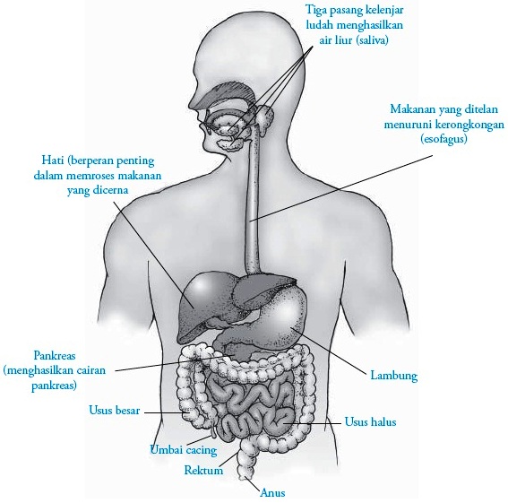 Detail Contoh Sistem Organ Pada Manusia Nomer 5