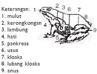 Detail Contoh Sistem Organ Pada Manusia Nomer 46