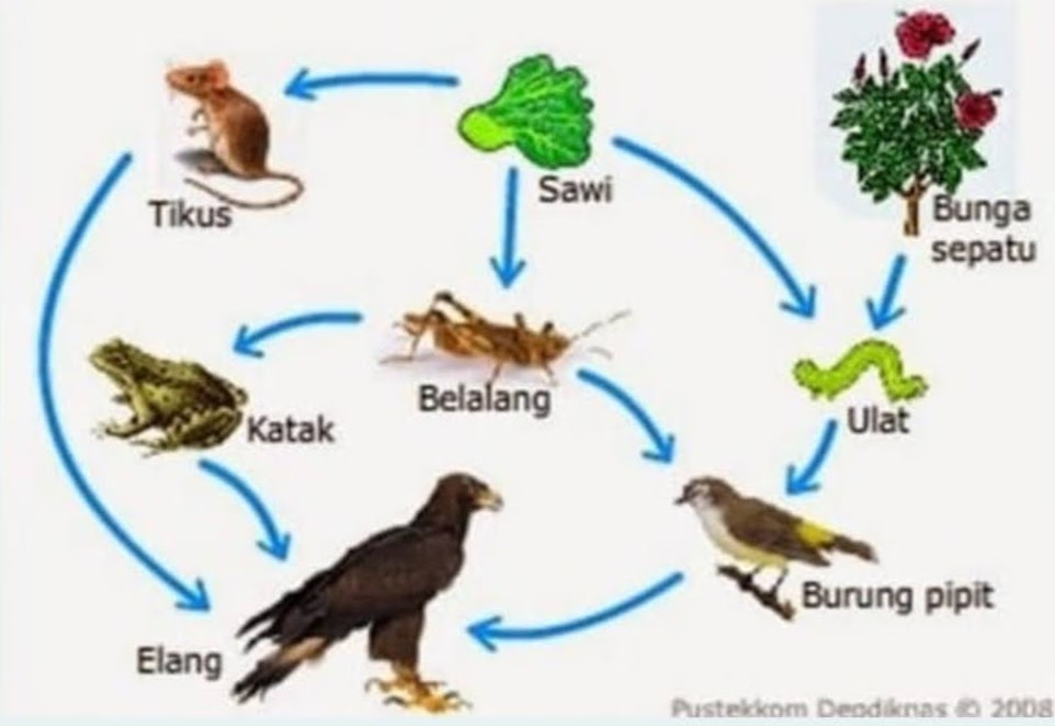 Detail Contoh Soal Try Out Ipa Smp Kelas 9 Dan Pembahasannya Nomer 31