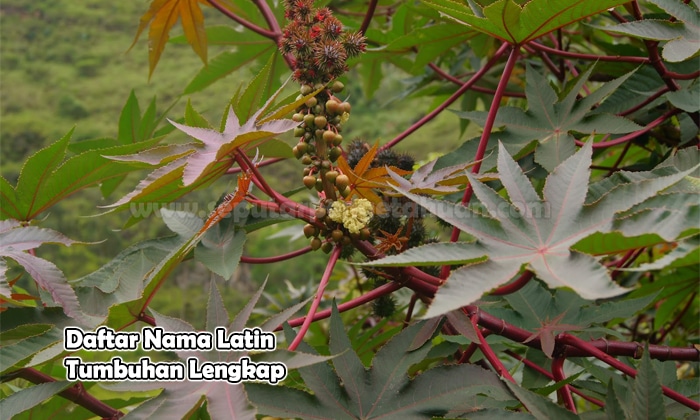 Detail Contoh Tanaman Palawija Beserta Nama Latinnya Nomer 32