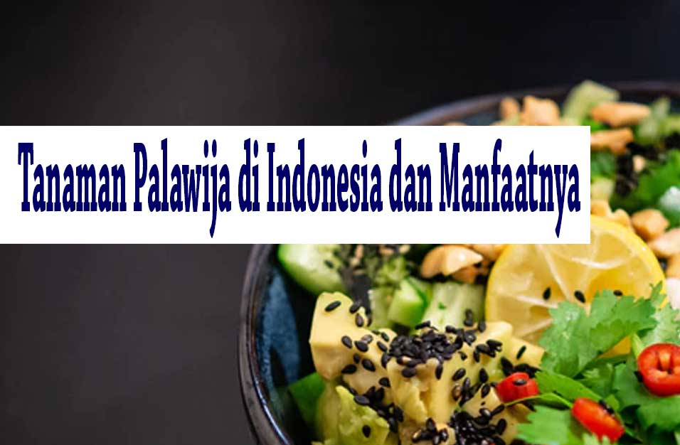 Detail Contoh Tanaman Palawija Beserta Nama Latinnya Nomer 46