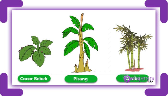 Detail Contoh Tanaman Yang Berkembang Biak Secara Generatif Nomer 30