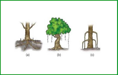 Detail Contoh Tumbuhan Akar Napas Nomer 43