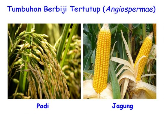 Contoh Tumbuhan Angiospermae Dan Gymnospermae - KibrisPDR