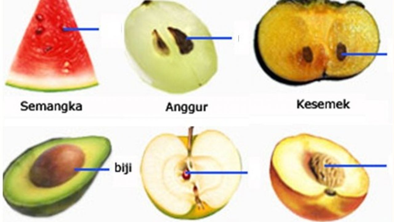 Detail Contoh Tumbuhan Angiospermae Dan Gymnospermae Nomer 2