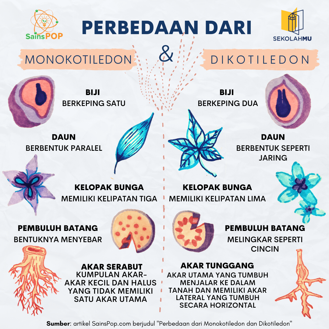 Detail Contoh Tumbuhan Angiospermae Dan Gymnospermae Nomer 19