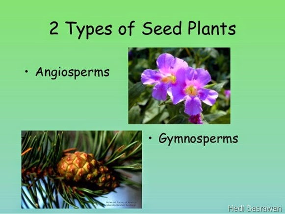 Detail Contoh Tumbuhan Angiospermae Dan Gymnospermae Nomer 24