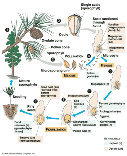 Detail Contoh Tumbuhan Angiospermae Dan Gymnospermae Nomer 36