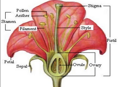 Detail Contoh Tumbuhan Angiospermae Dan Gymnospermae Nomer 39