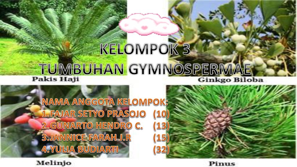 Detail Contoh Tumbuhan Angiospermae Dan Gymnospermae Nomer 52