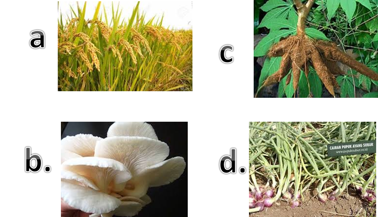Detail Contoh Tumbuhan Berkembang Biak Secara Generatif Nomer 28