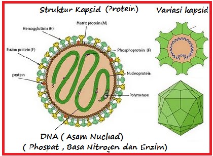 Detail Contoh Virus Arn Adalah Nomer 11