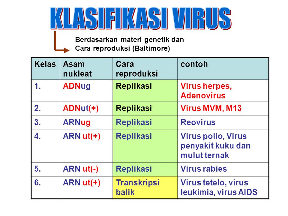 Detail Contoh Virus Arn Adalah Nomer 33