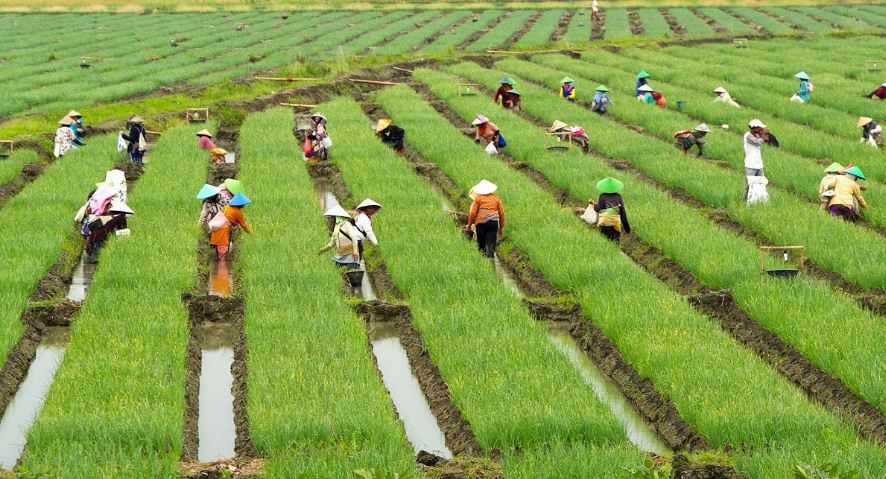 Detail Contoh Wawancara Dengan Petani Nomer 12