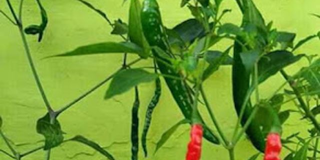 Detail Contoh Wawancara Dengan Petani Nomer 30