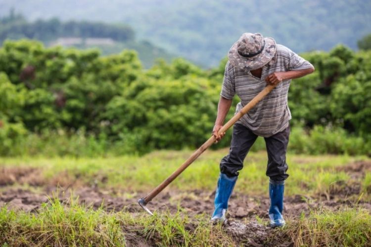 Detail Contoh Wawancara Dengan Petani Nomer 39