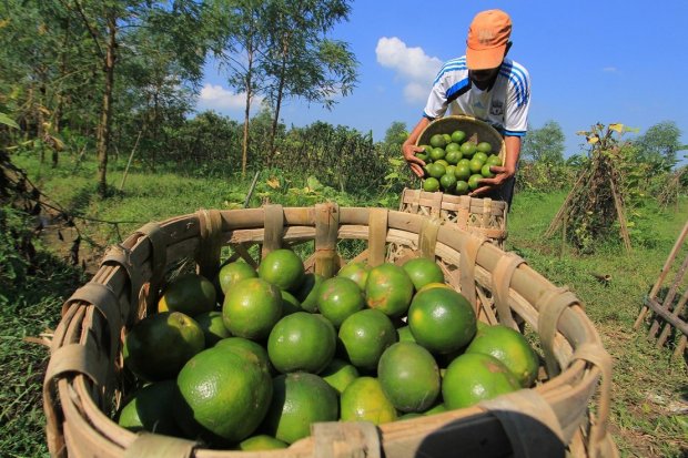 Detail Contoh Wawancara Dengan Petani Sayuran Nomer 20