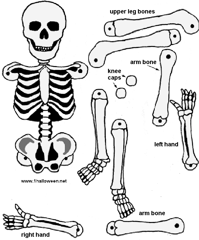 Detail Cut Out Paper Skeleton Template Nomer 14