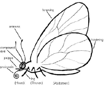 Detail Bio Sum Nomer 9