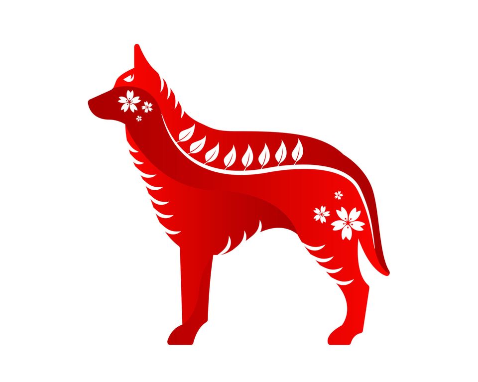 Chinesischer Drachenhund - KibrisPDR
