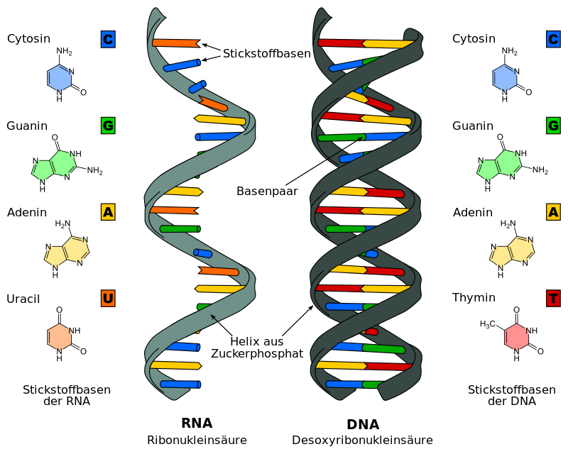 Detail Dna Skizze Nomer 2