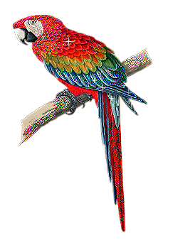 Papagei Gif - KibrisPDR