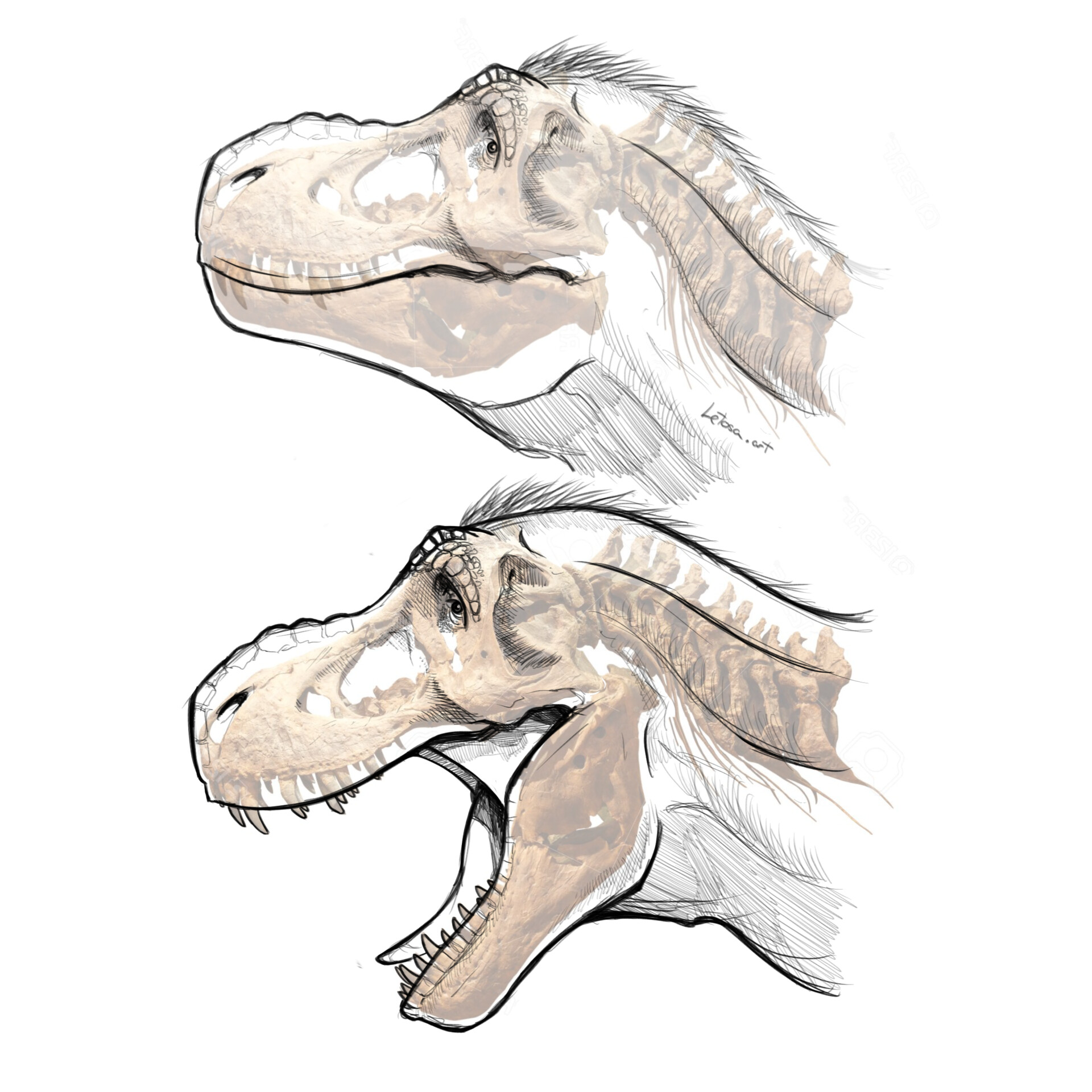 tyrannosaurus-rex-skull-drawing-25-koleksi-gambar