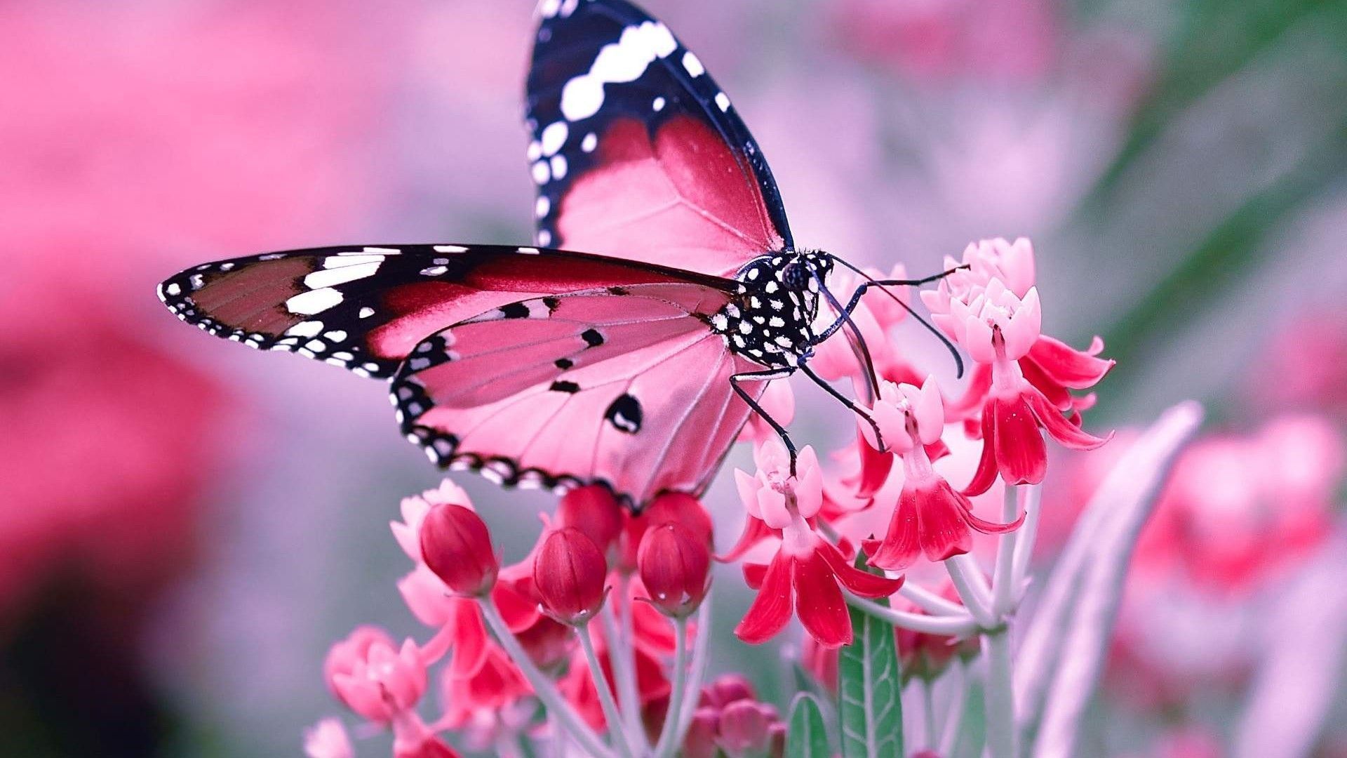 Detail Cute Butterfly Wallpaper Nomer 44