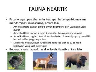 Detail Daerah Persebaran Fauna Neartik Nomer 16