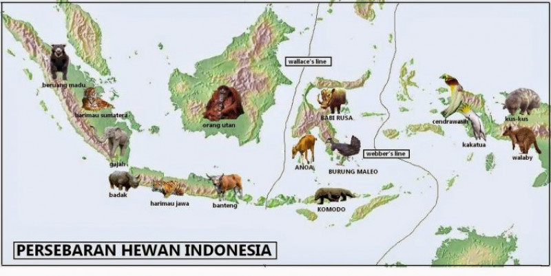 Detail Daerah Persebaran Fauna Neartik Nomer 48