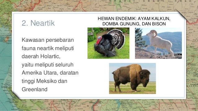 Detail Daerah Persebaran Fauna Neartik Nomer 55