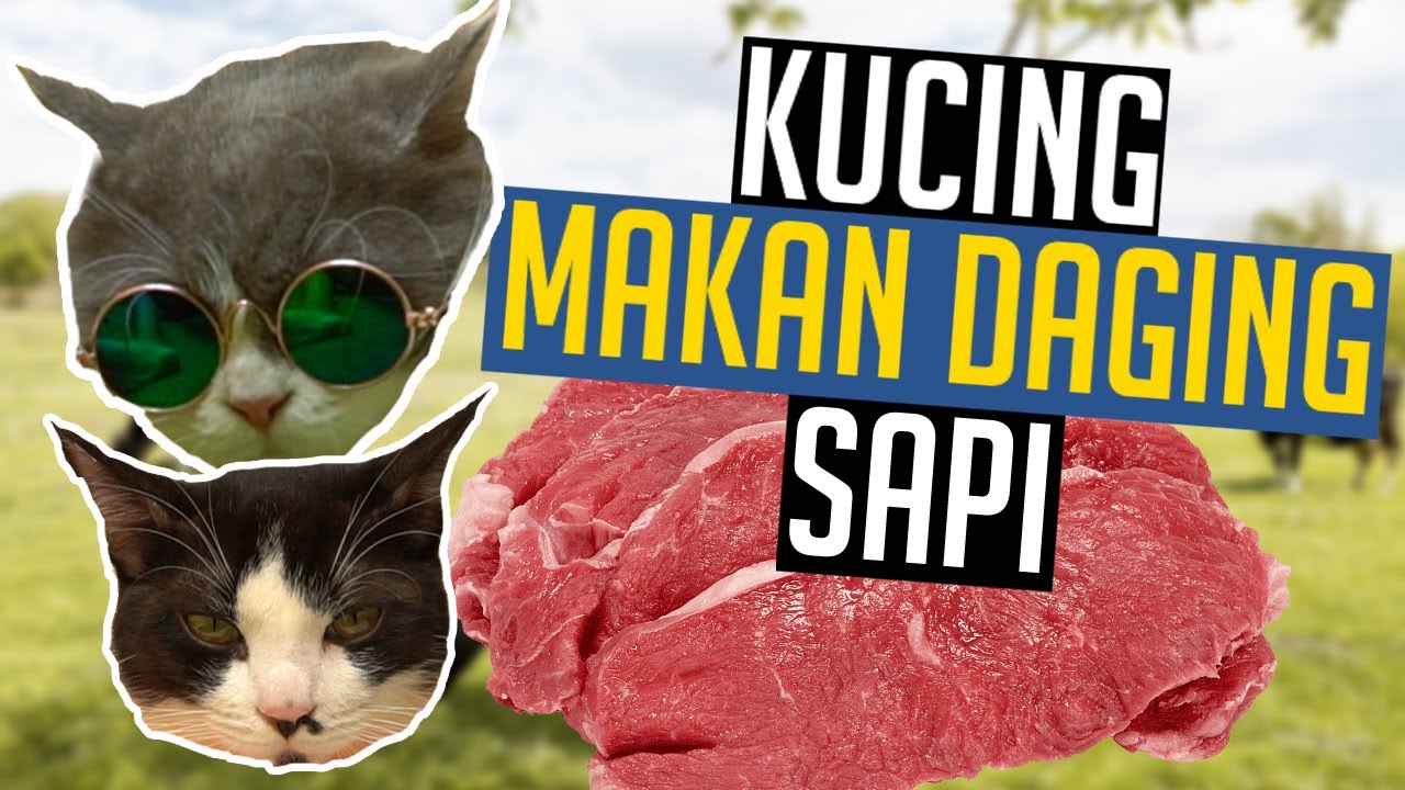 Detail Daging Sapi Untuk Kucing Nomer 2