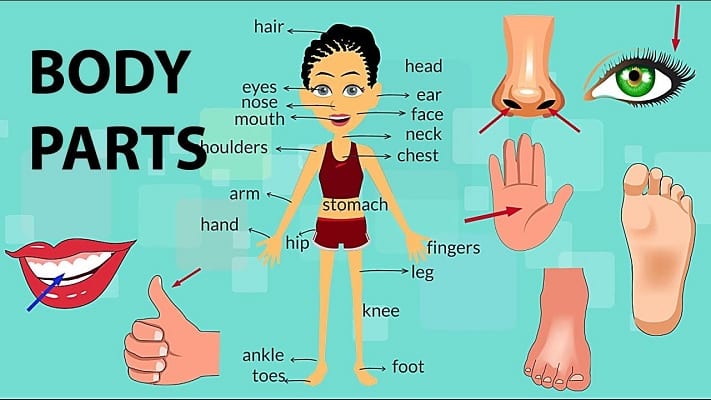 Detail Dagu Dalam Bahasa Inggris Nomer 5