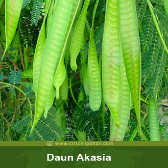 Detail Daun Akasia Adalah Nomer 5