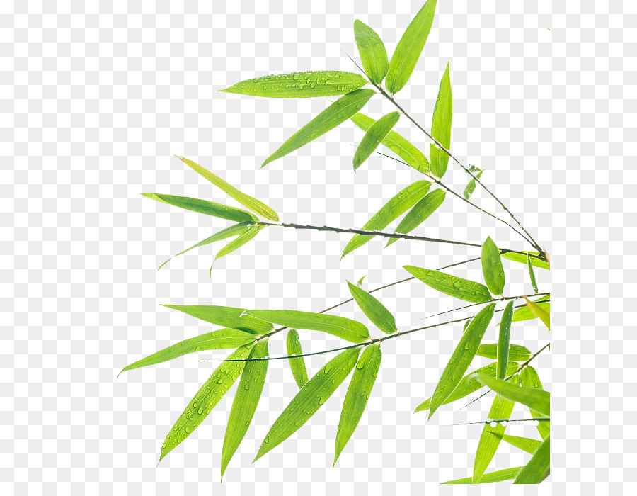 Detail Daun Bambu Vektor Nomer 12