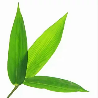 Detail Daun Bambu Vektor Nomer 36