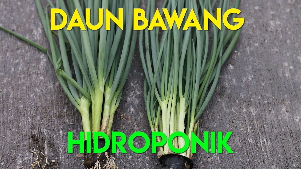 Detail Daun Bawang Dari Bawang Apa Nomer 20