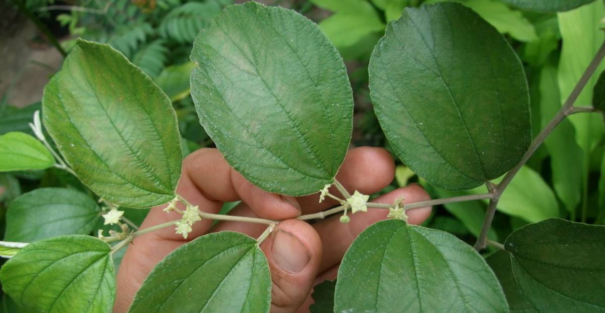 Detail Daun Bidara Bahasa Sunda Nomer 2