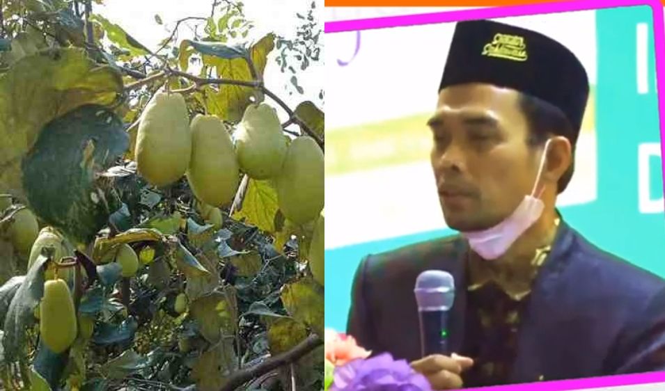 Detail Daun Bidara Bahasa Sunda Nomer 27