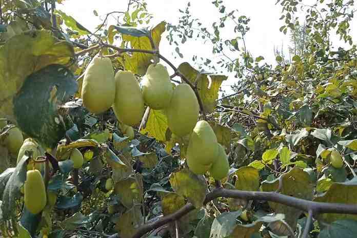 Detail Daun Bidara Bahasa Sunda Nomer 4