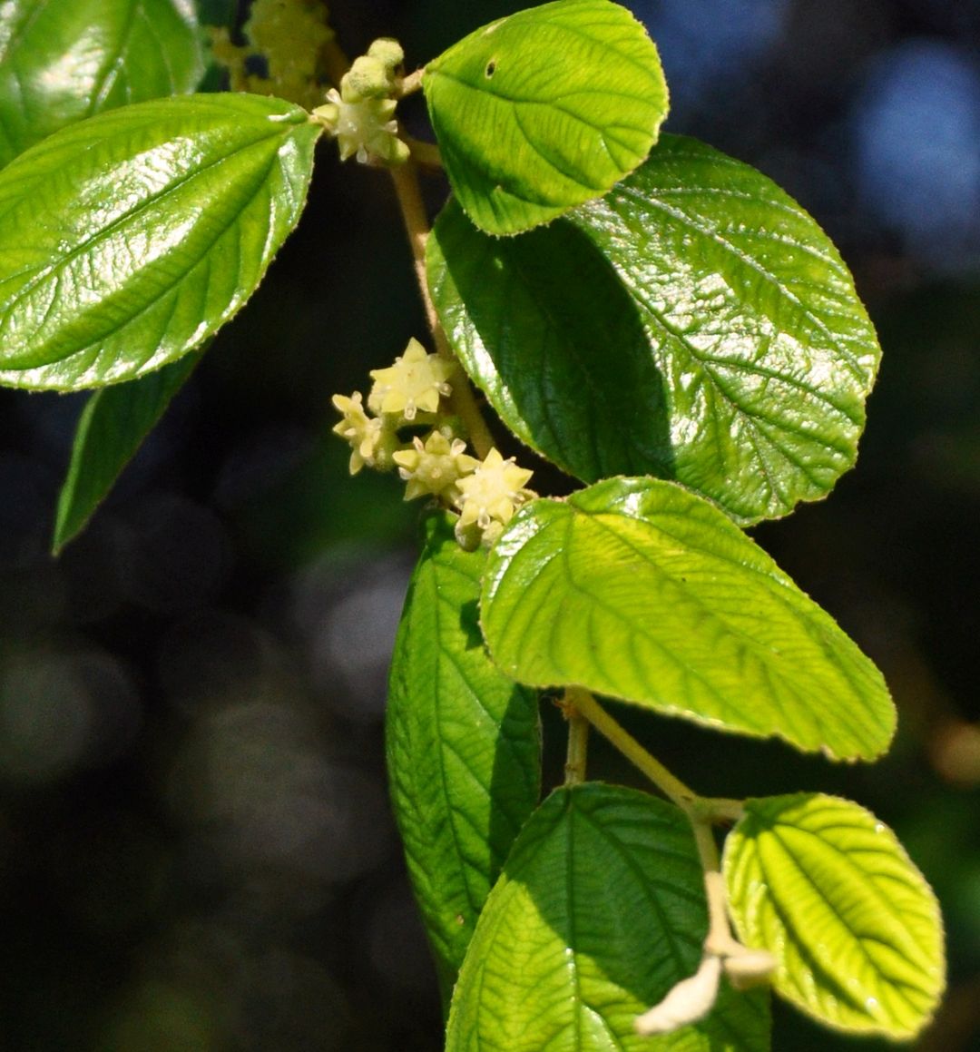 Detail Daun Bidara Bahasa Sunda Nomer 9