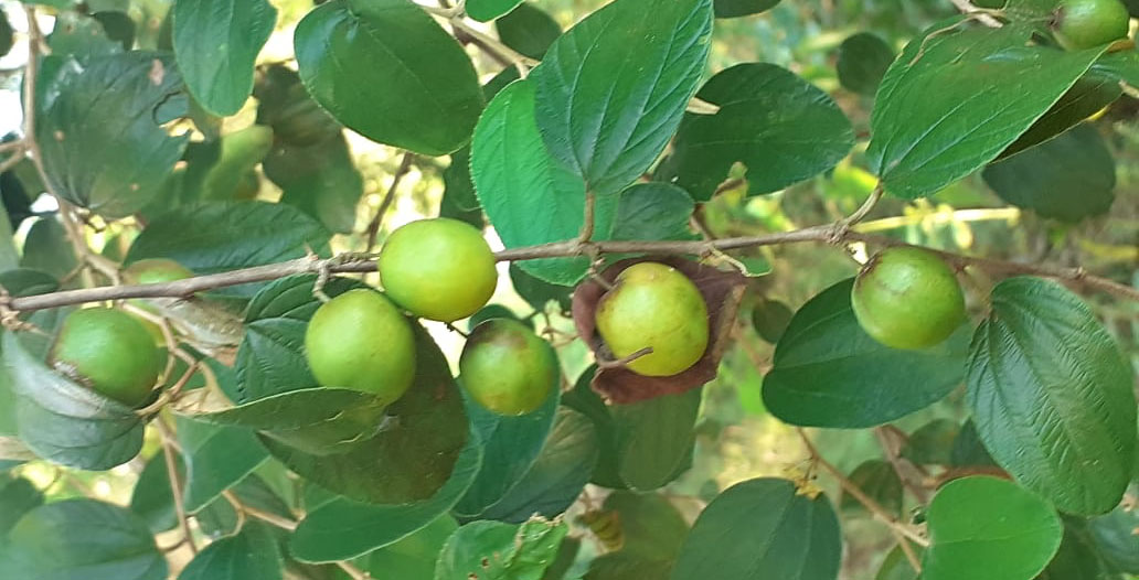 Detail Daun Bidara Dalam Bahasa Sunda Nomer 10