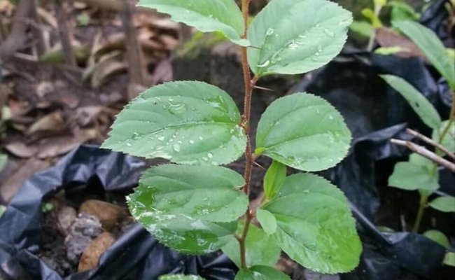 Detail Daun Bidara Dalam Bahasa Sunda Nomer 19