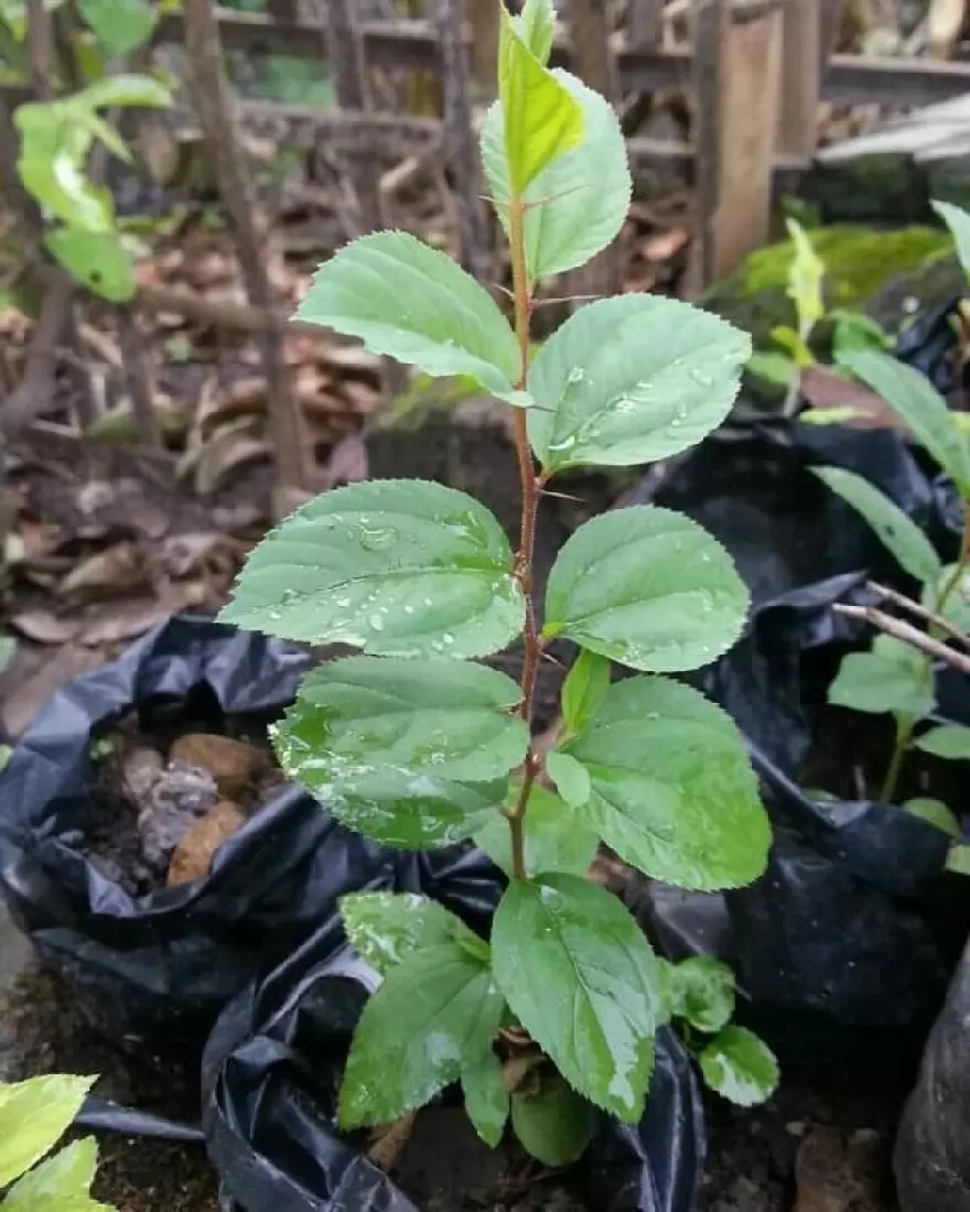 Detail Daun Bidara Dalam Bahasa Sunda Nomer 23