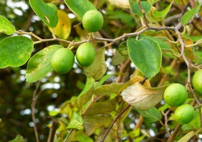 Detail Daun Bidara Dalam Bahasa Sunda Nomer 27