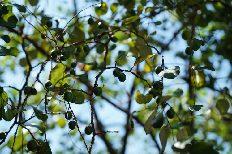 Detail Daun Bidara Dalam Bahasa Sunda Nomer 29