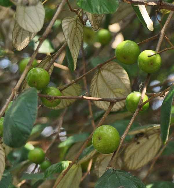 Detail Daun Bidara Dalam Bahasa Sunda Nomer 4